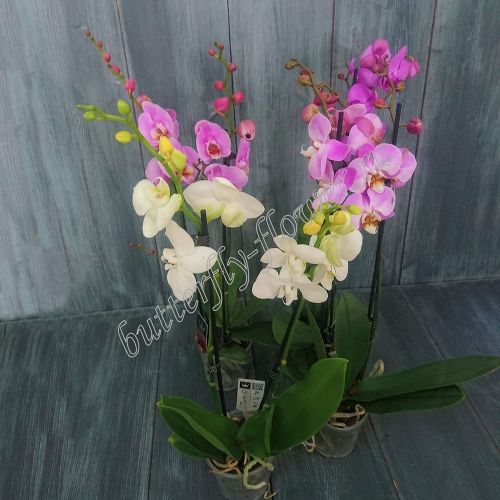 Цветок в горшке Орхидея Фаленопсис 2-ствольная